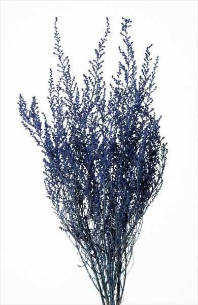 不凋史托比 01760-602