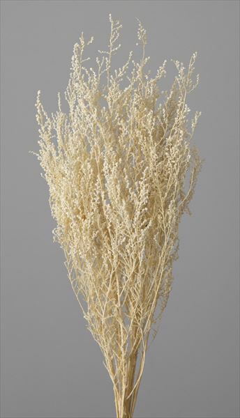 不凋史托比 01760-011