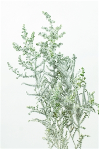 不凋史托比 01760-706