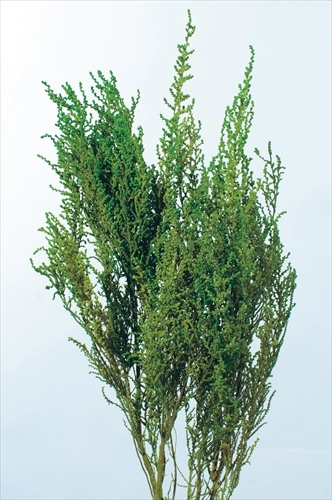 不凋史托比 01760-712