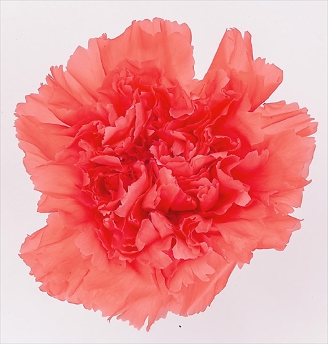 日本不凋康乃馨(8朵) 02380-152