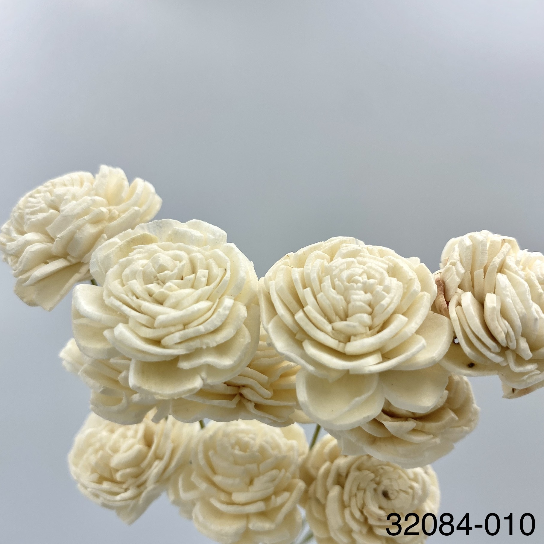 日本索拉玫瑰花(2cm) 32084-010