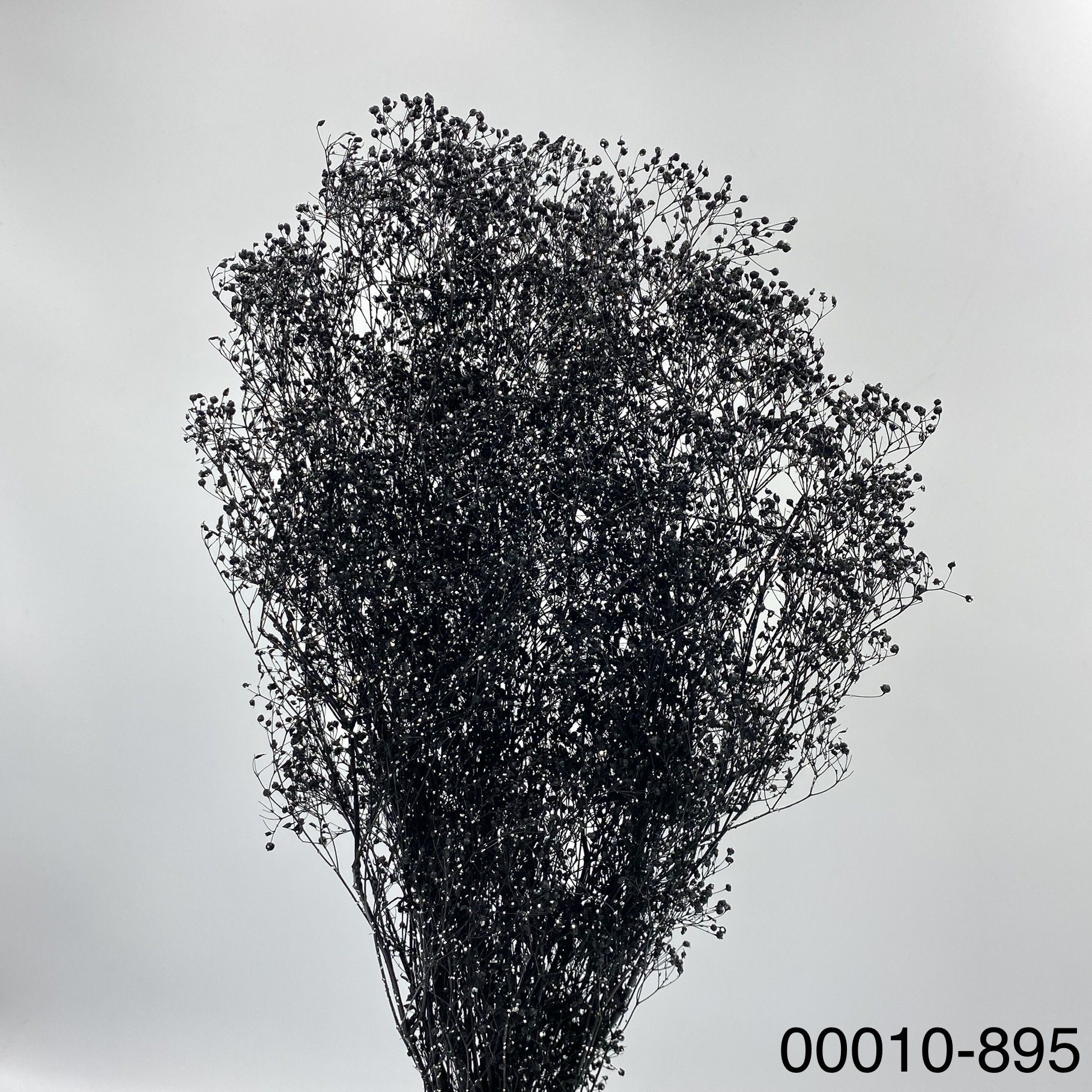 日本不凋迷你滿天星 00010-895