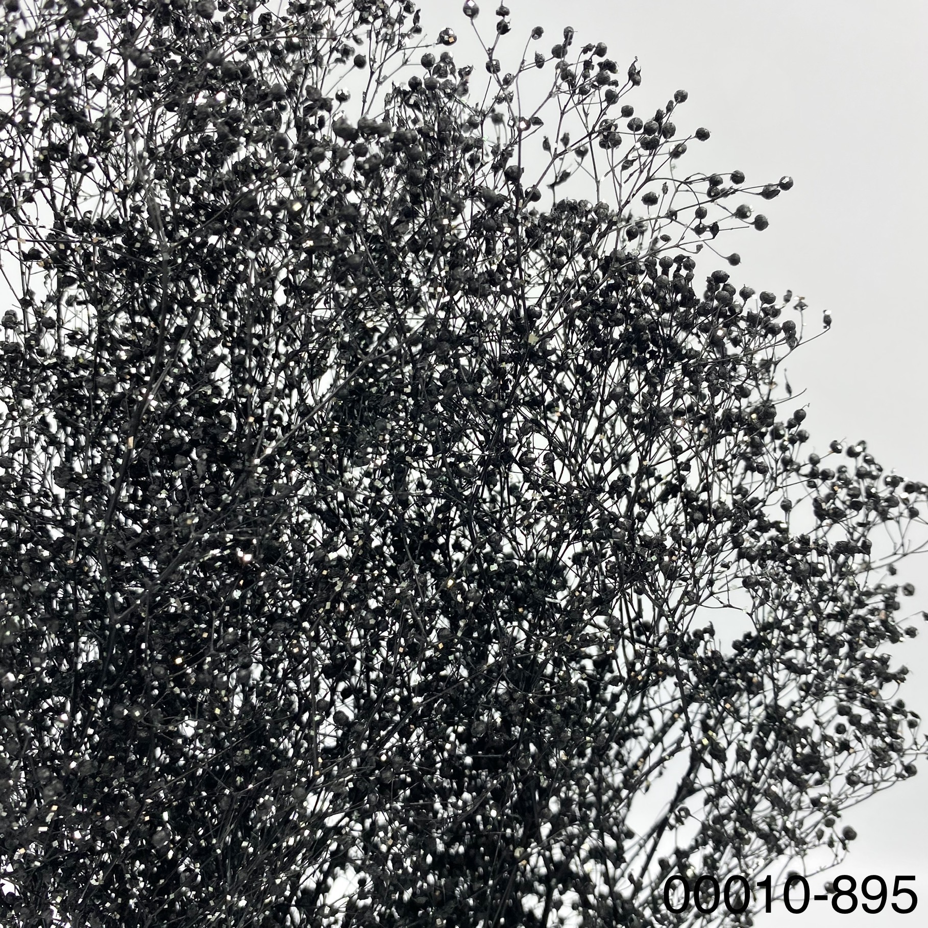 日本不凋迷你滿天星 00010-895