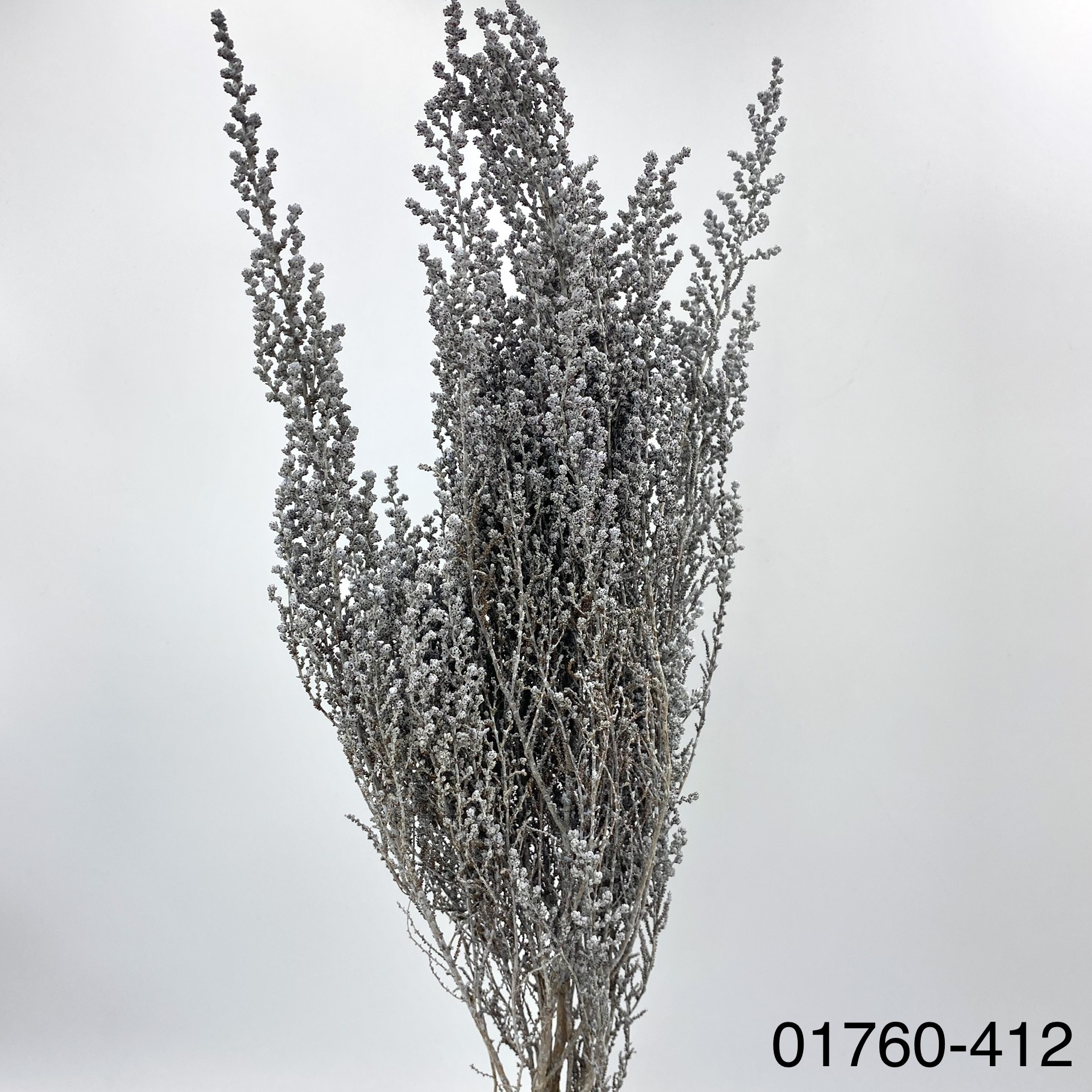 不凋史托比 01760-412