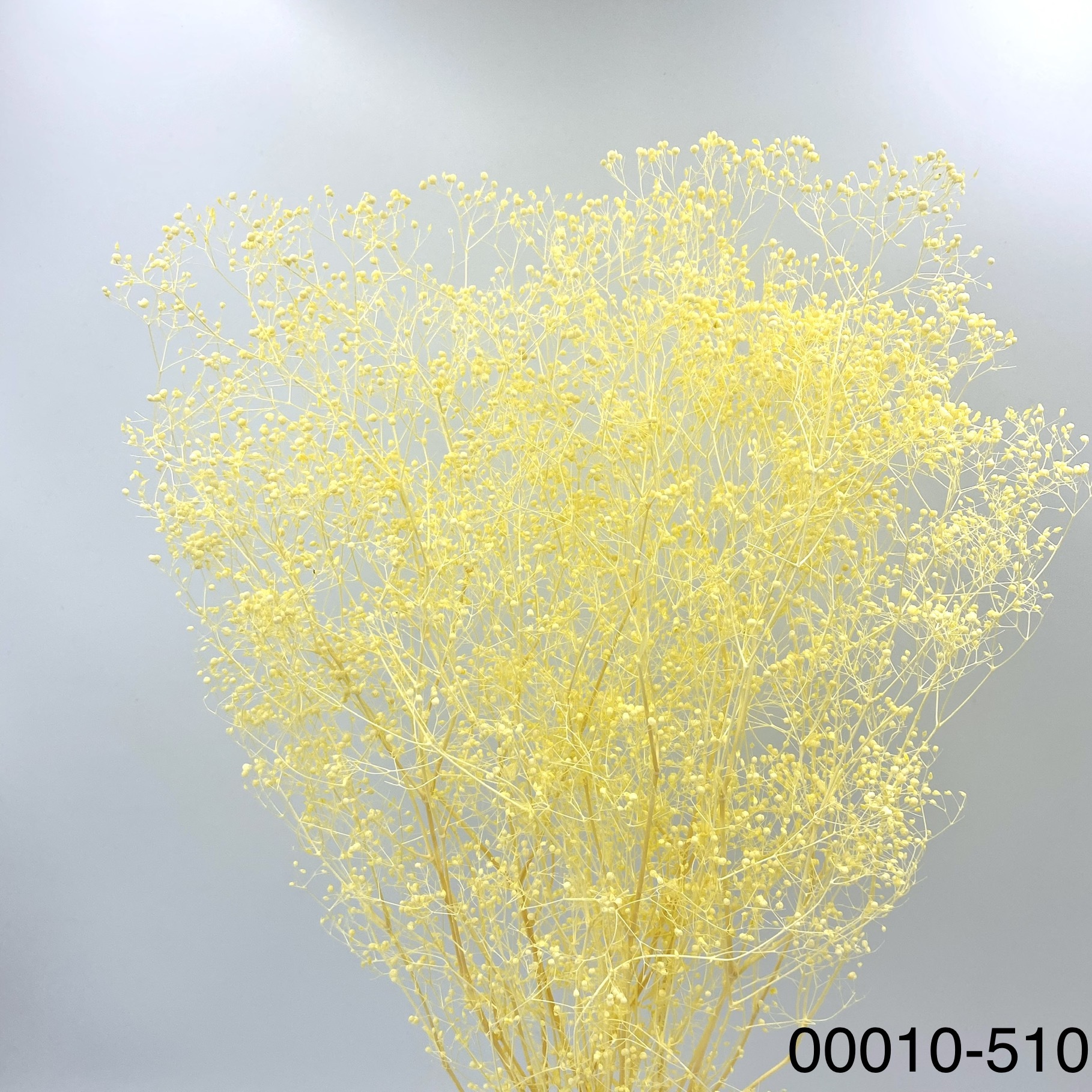 日本不凋迷你滿天星 00010-510