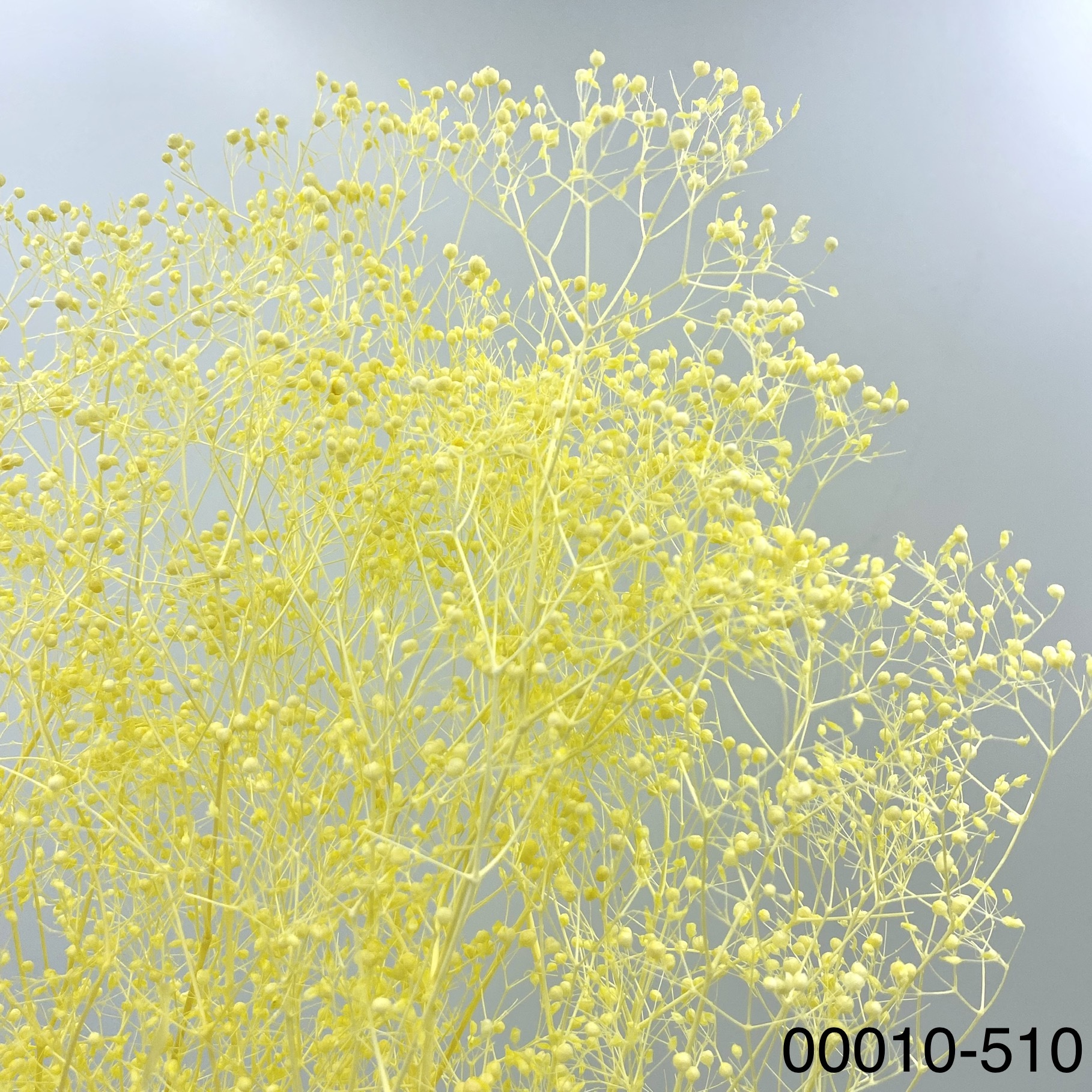 日本不凋迷你滿天星 00010-510