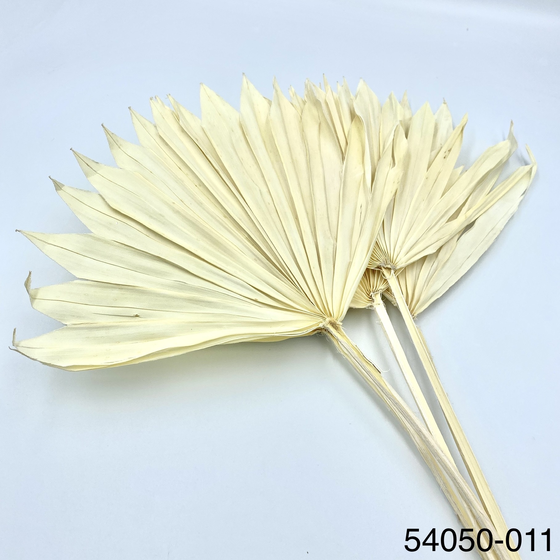 日本乾燥蒲葵葉54050-011