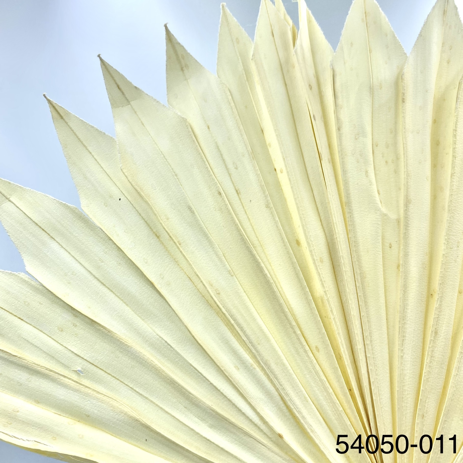 日本乾燥蒲葵葉54050-011