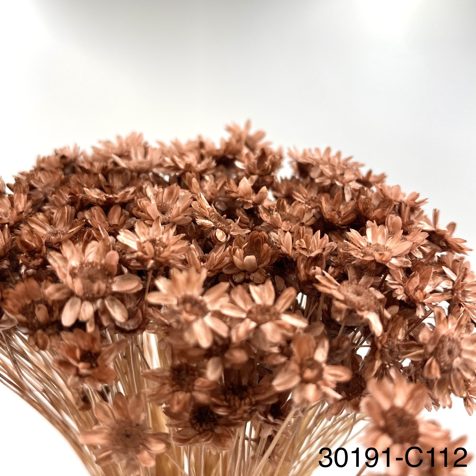 日本不凋繁星花-30191-C112