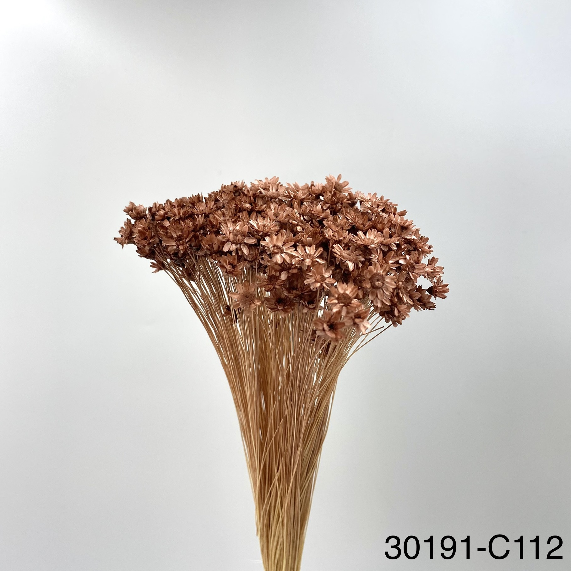 日本不凋繁星花-30191-C112