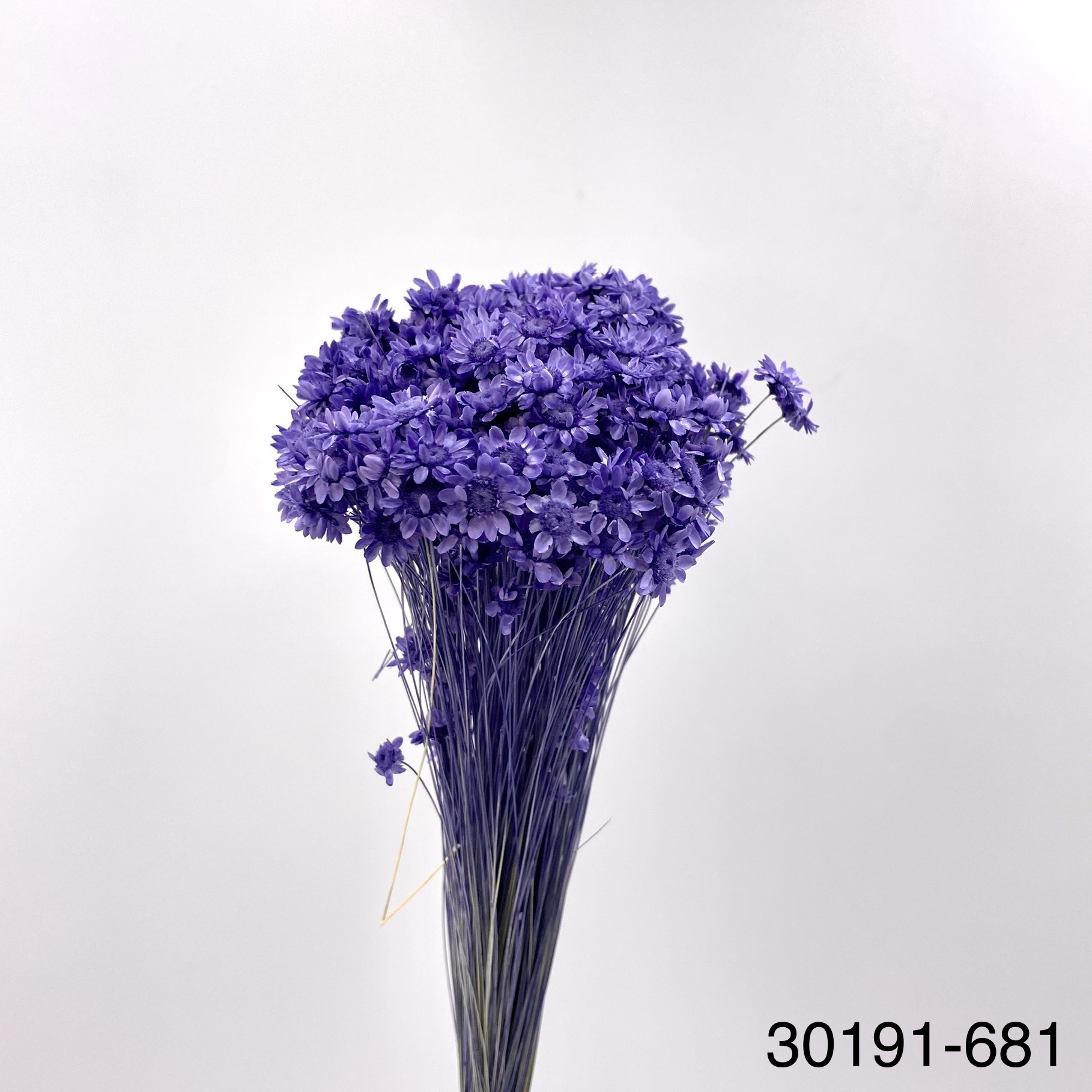 日本不凋繁星花 30191-681