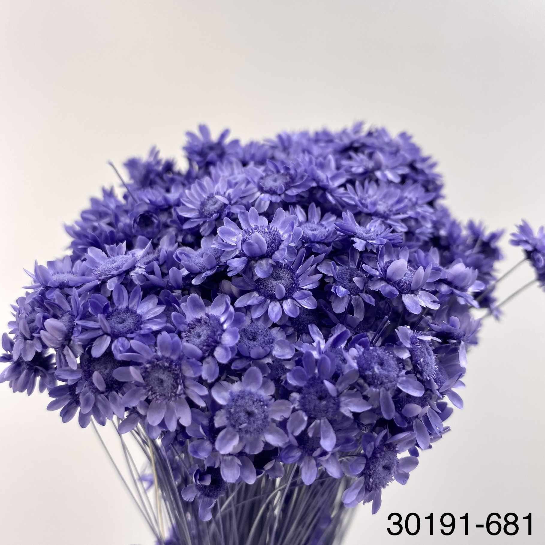 日本不凋繁星花 30191-681