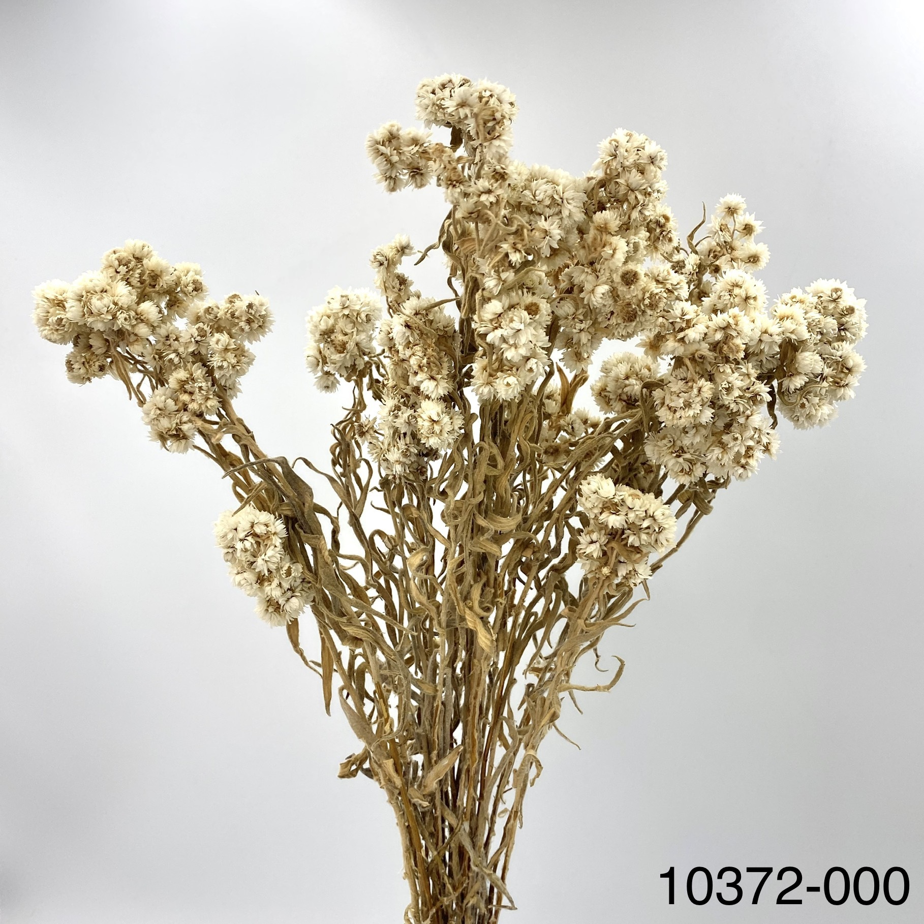 日本乾燥英國白梅 10372-000