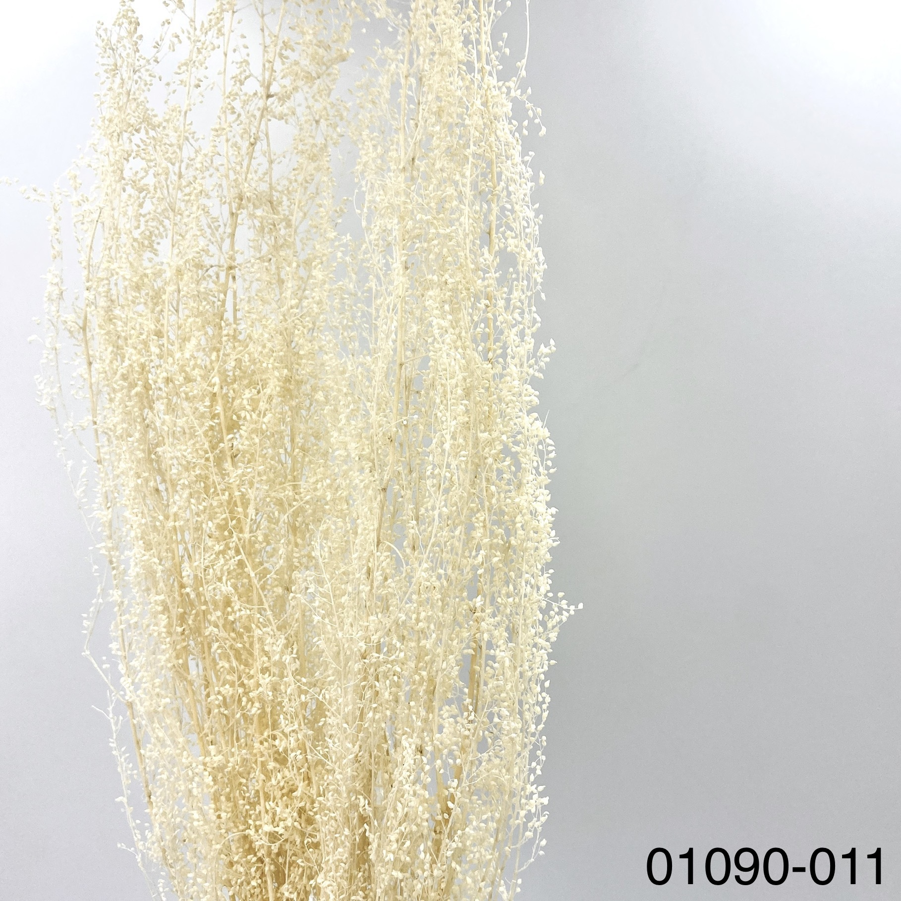 不凋青蒿草 01090-011