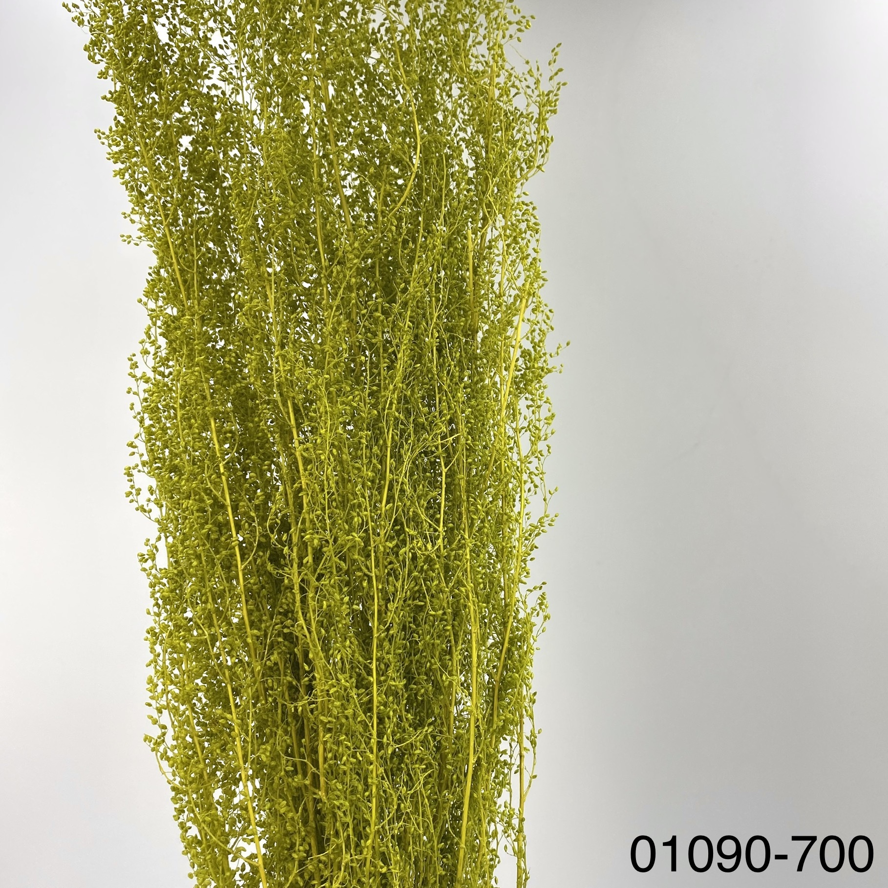 不凋青蒿草 01090-700