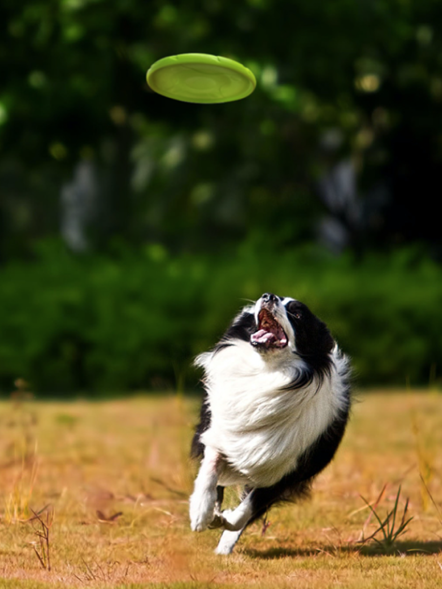 【LaRoo】狗玩具 耐咬飛碟 25cm｜適合中大型犬