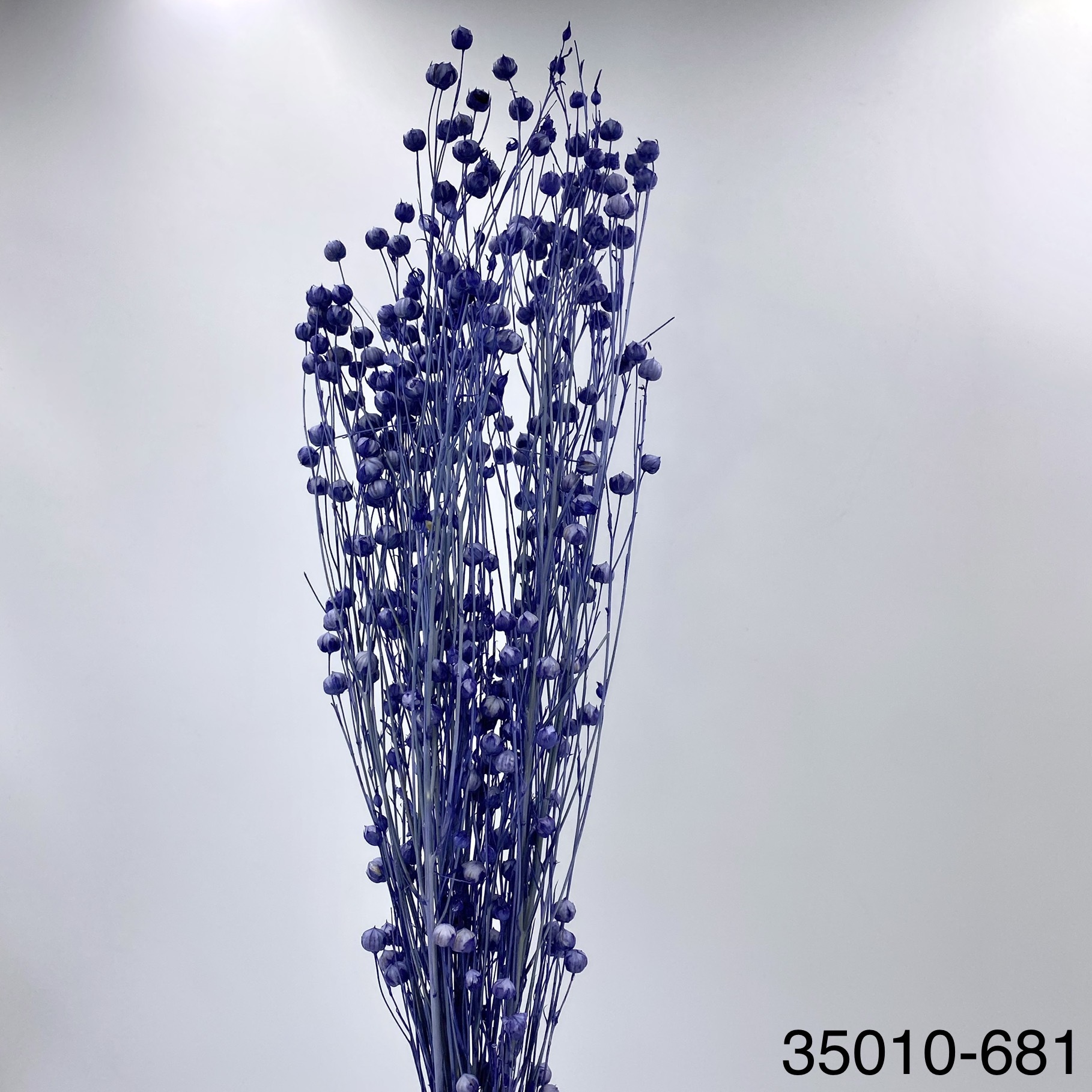 日本不凋臨花 35010-681