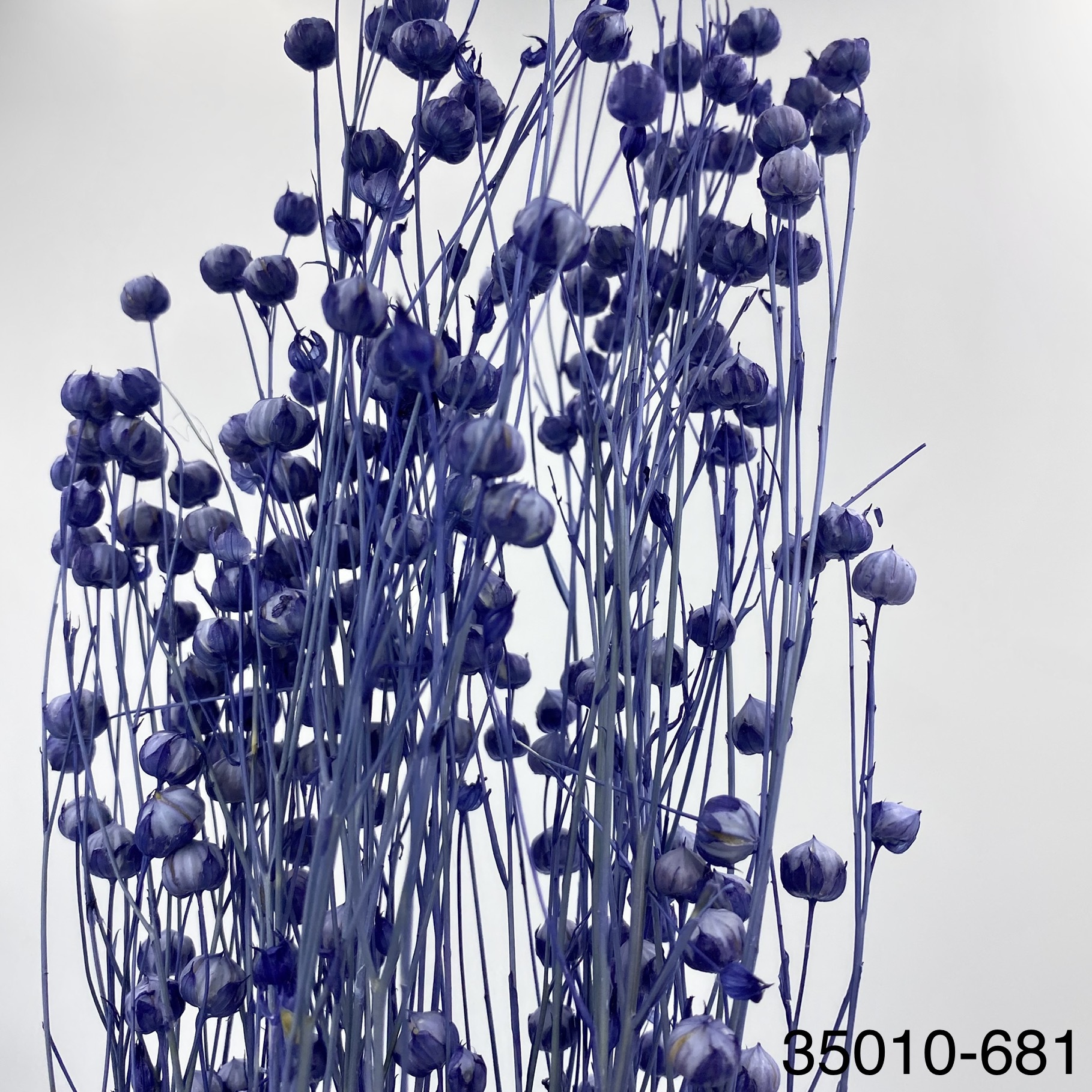 日本不凋臨花 35010-681