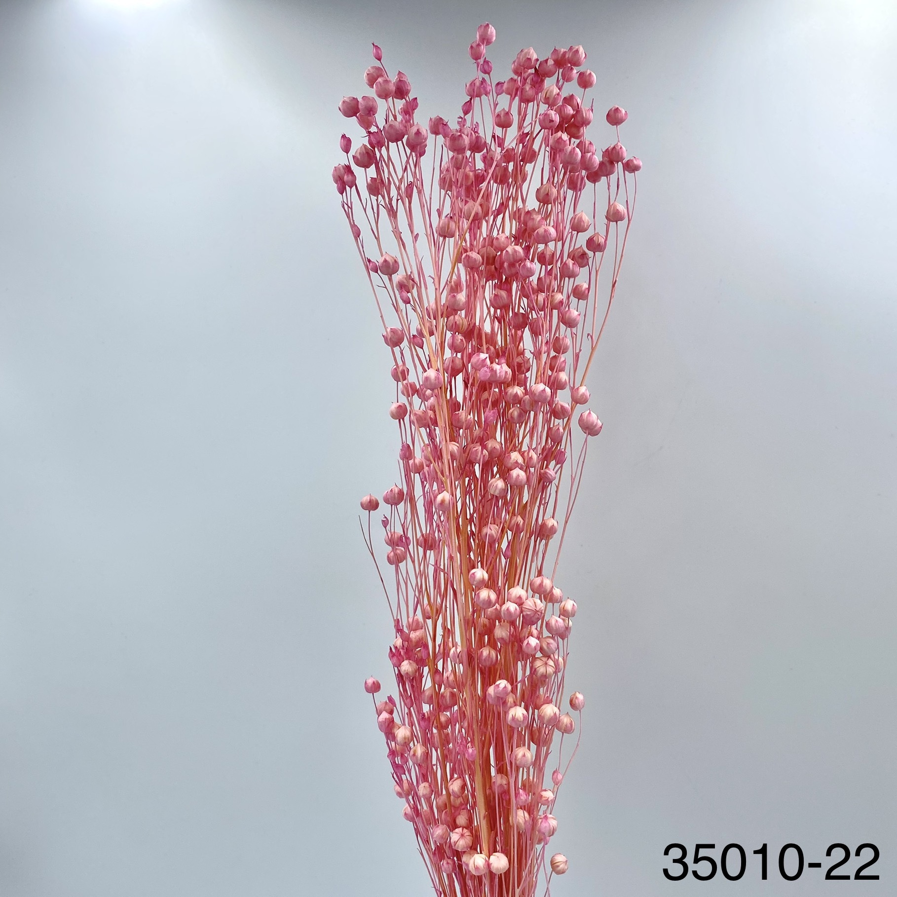 日本不凋臨花 35010-221