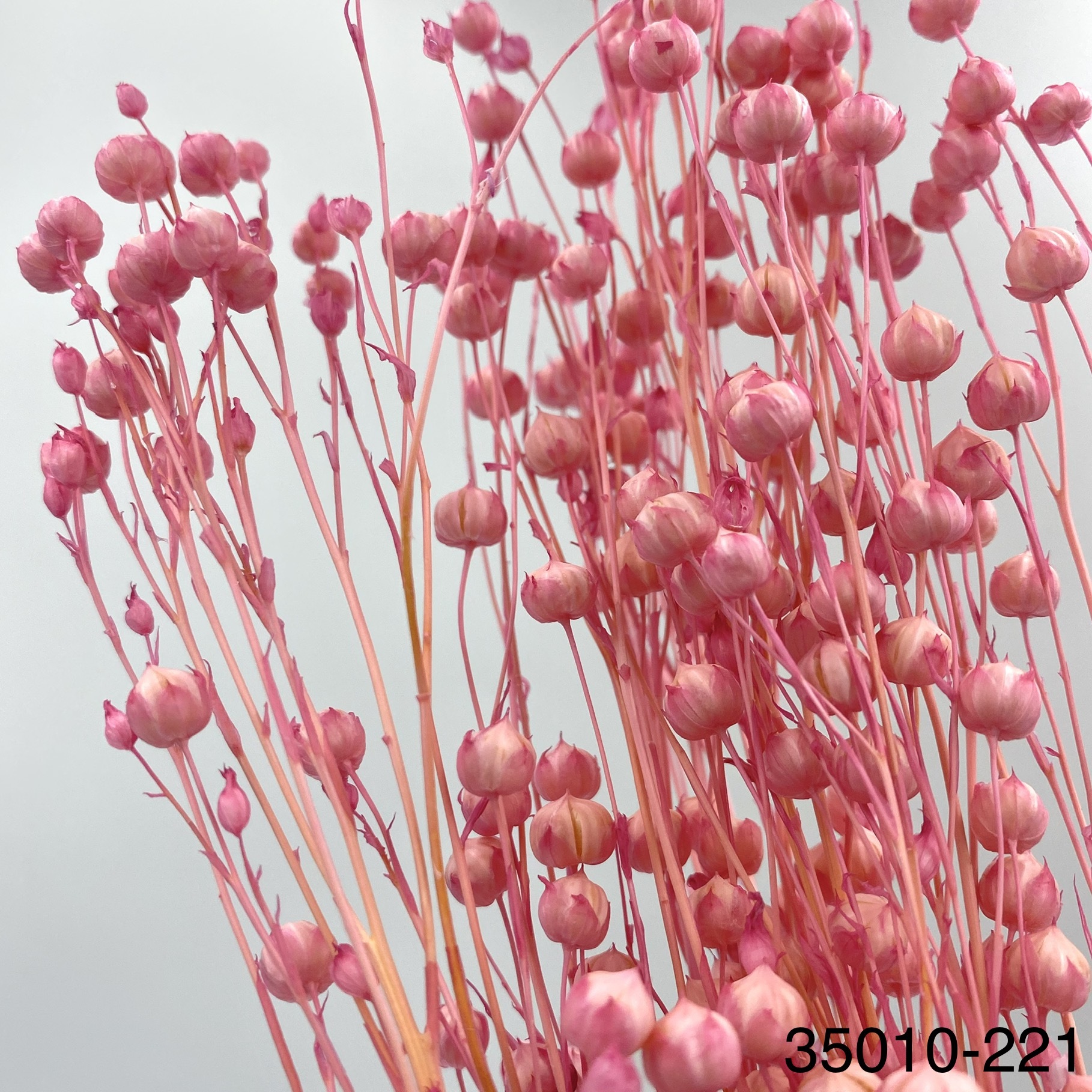 日本不凋臨花 35010-221