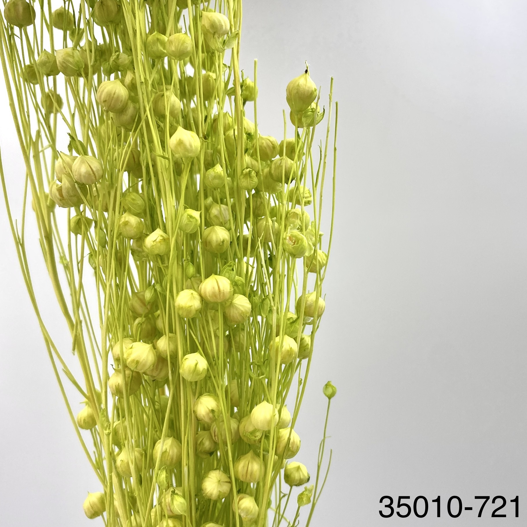 日本不凋臨花 35010-721