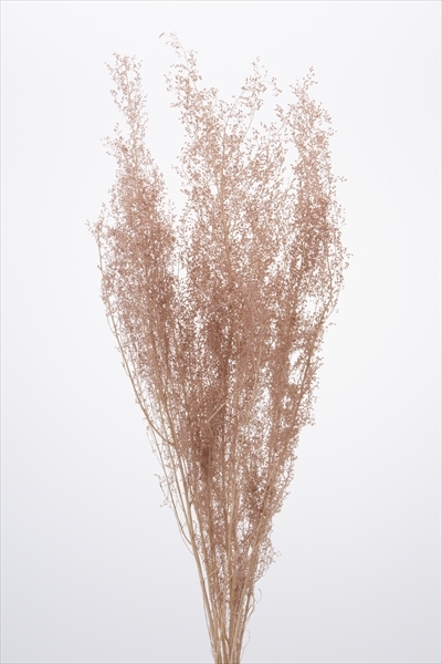 不凋青蒿草 01090-081