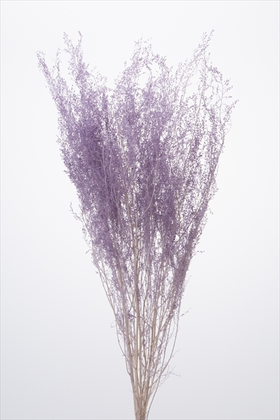 不凋青蒿草 01090-451