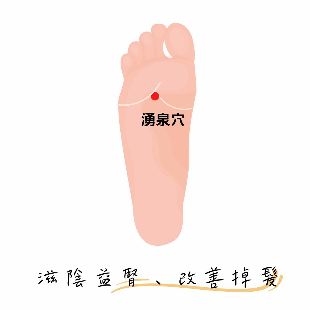 滋陰益腎、改善掉髮