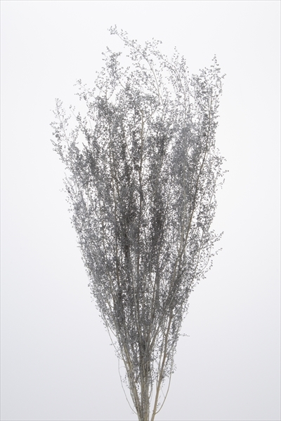 不凋青蒿草 01090-641