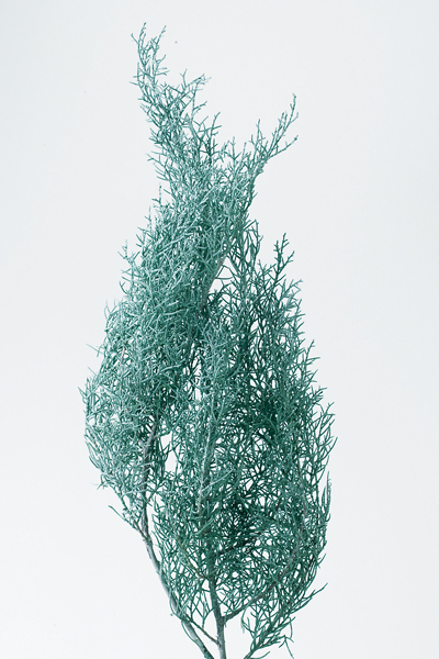 01260-012 不凋藍柏