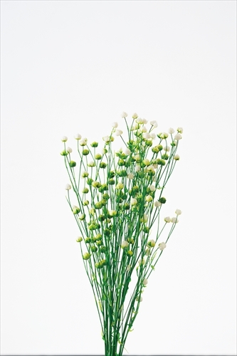 日本不凋臨花 35010-017