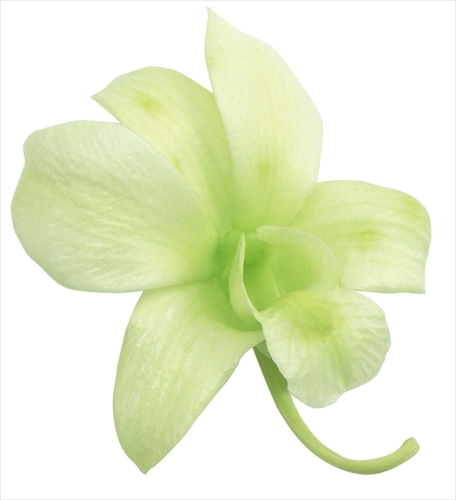 不凋石斛蘭(8朵) 02390-701