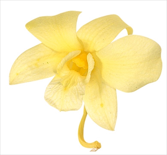 不凋石斛蘭(8朵) 02390-500