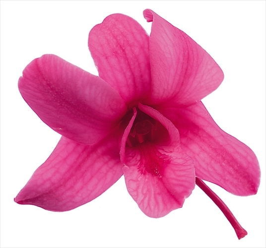 不凋石斛蘭(8朵) 02390-221