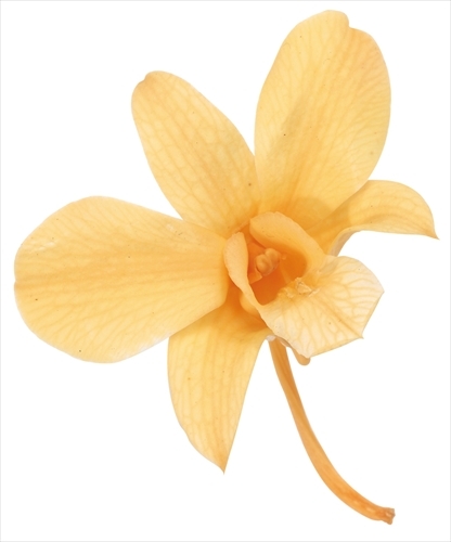 不凋石斛蘭(8朵) 02390-361