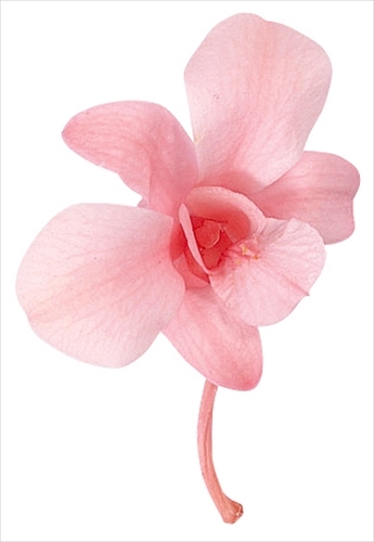 不凋石斛蘭(8朵) 02390-100