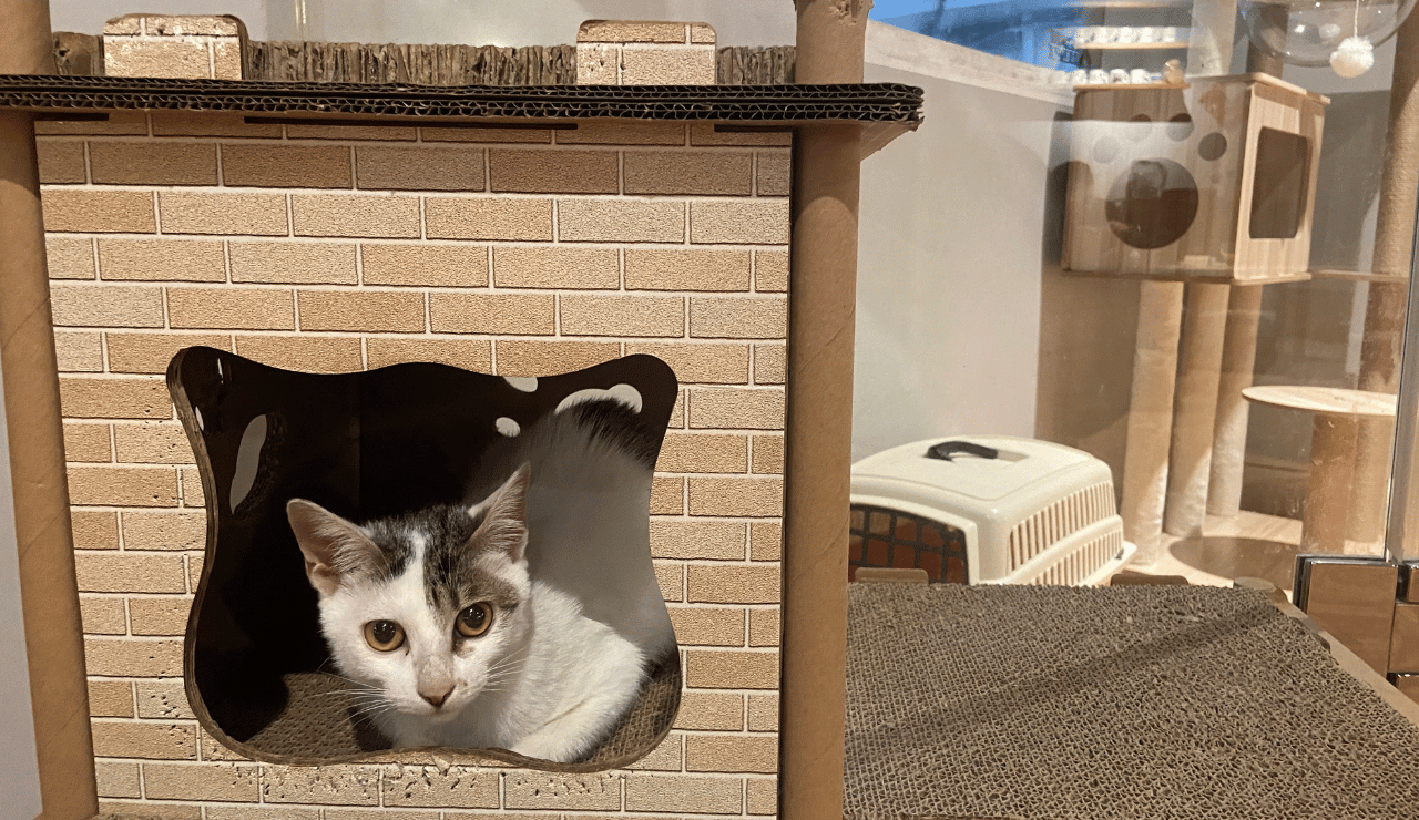 貓時光，台北大安區公館站、台電大樓站貓咪咖啡廳中途之家，有一隻三花