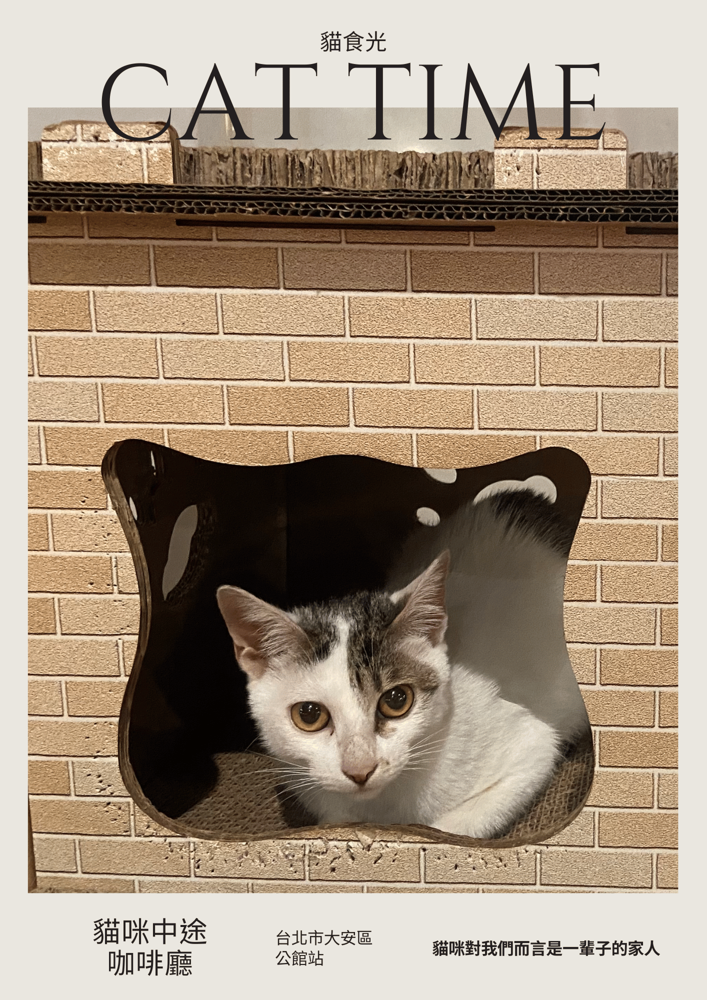 貓食光，台北大安區公館站、台電大樓站貓咪咖啡廳中途之家，有一隻三花
