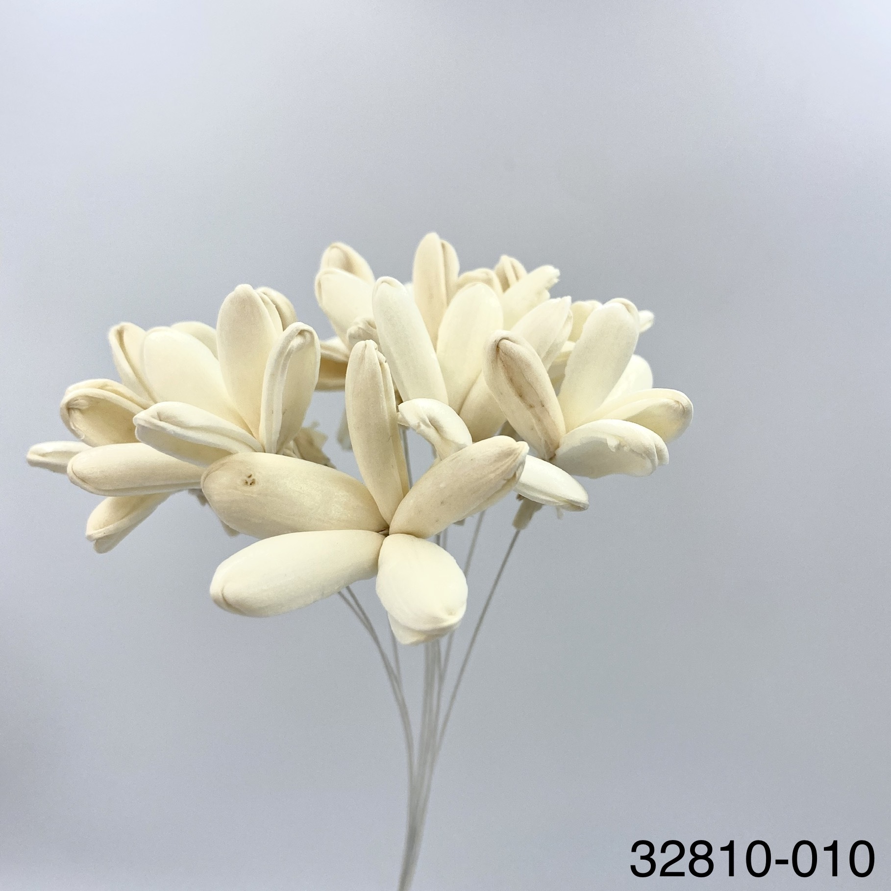 索拉茉莉花 32810-010