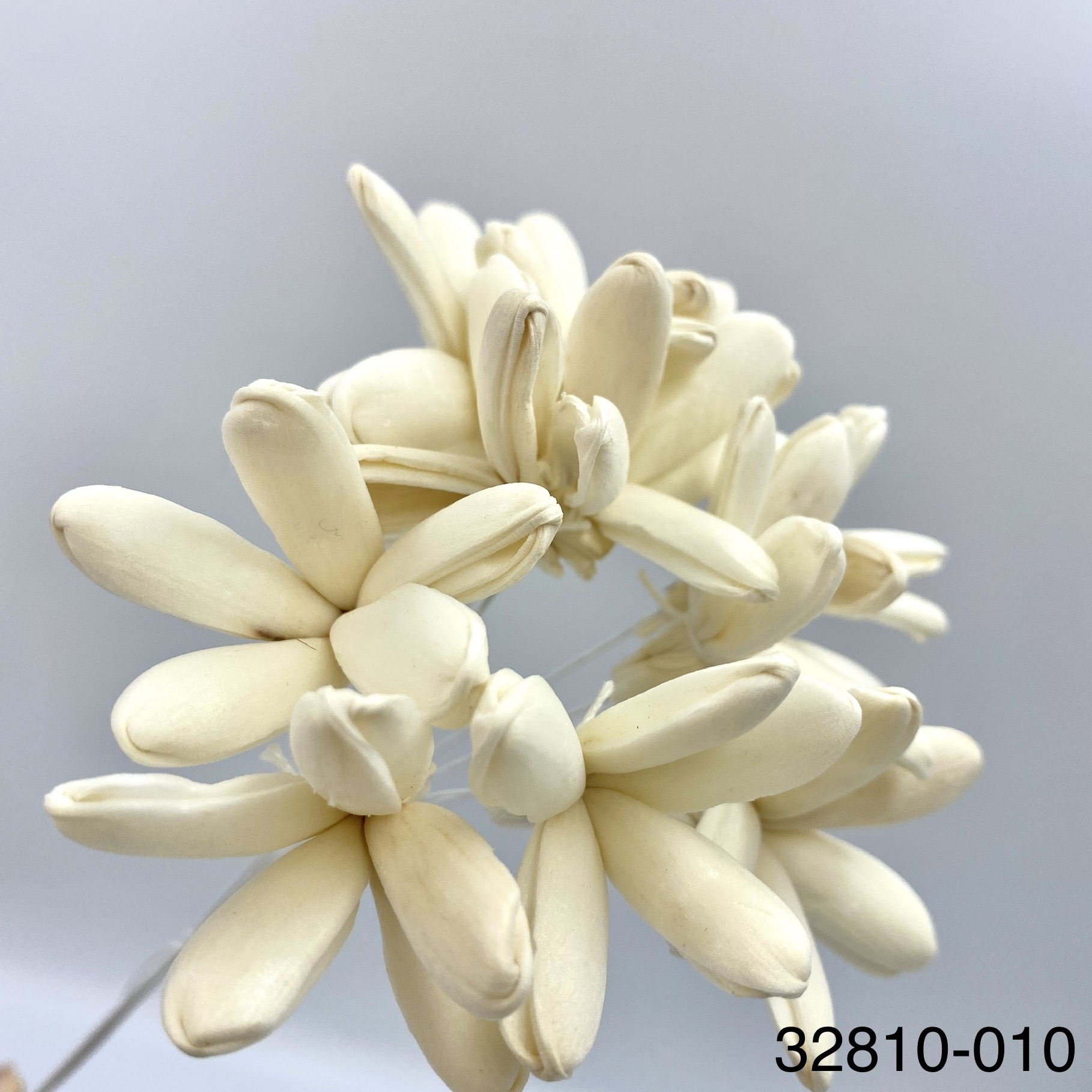 索拉茉莉花 32810-010