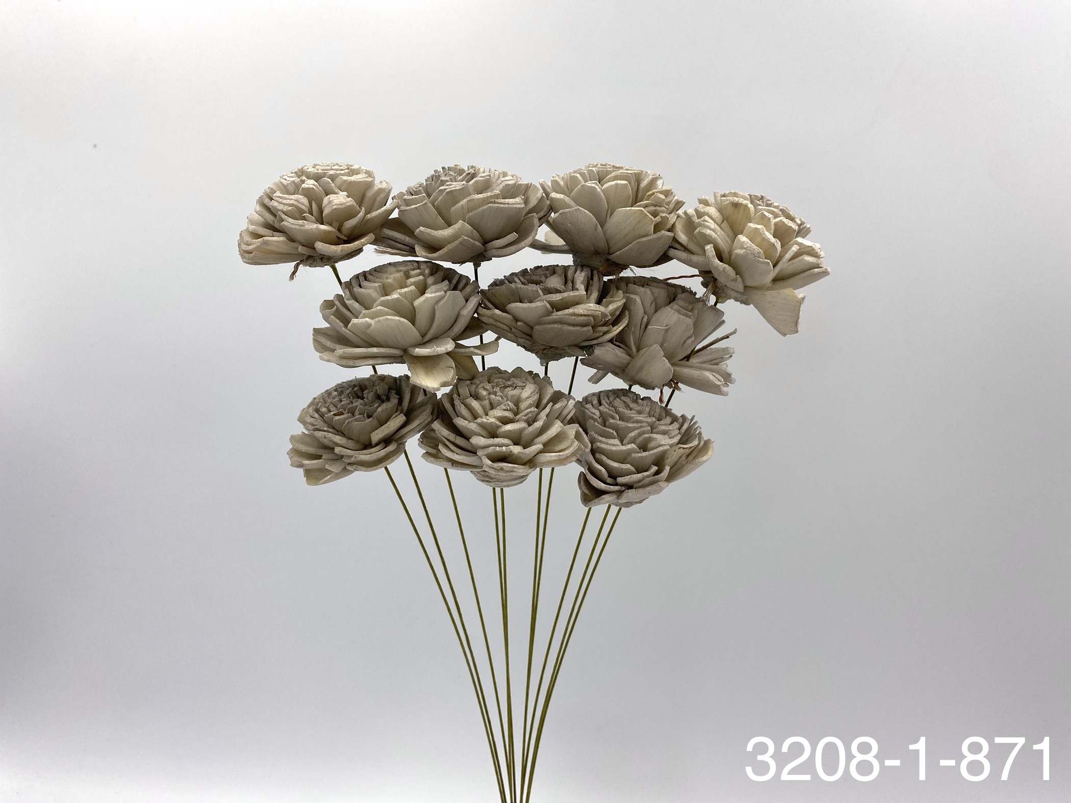 日本索拉玫瑰花 32081-871