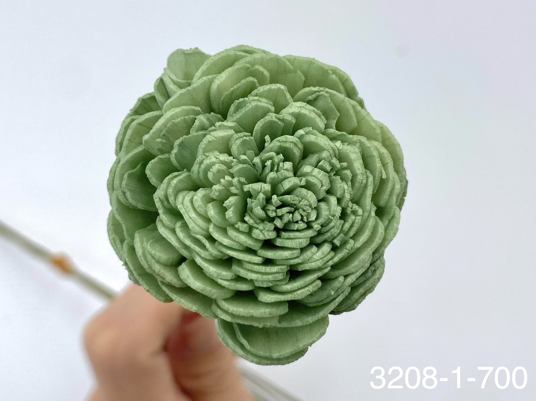 日本索拉玫瑰花 32081-700