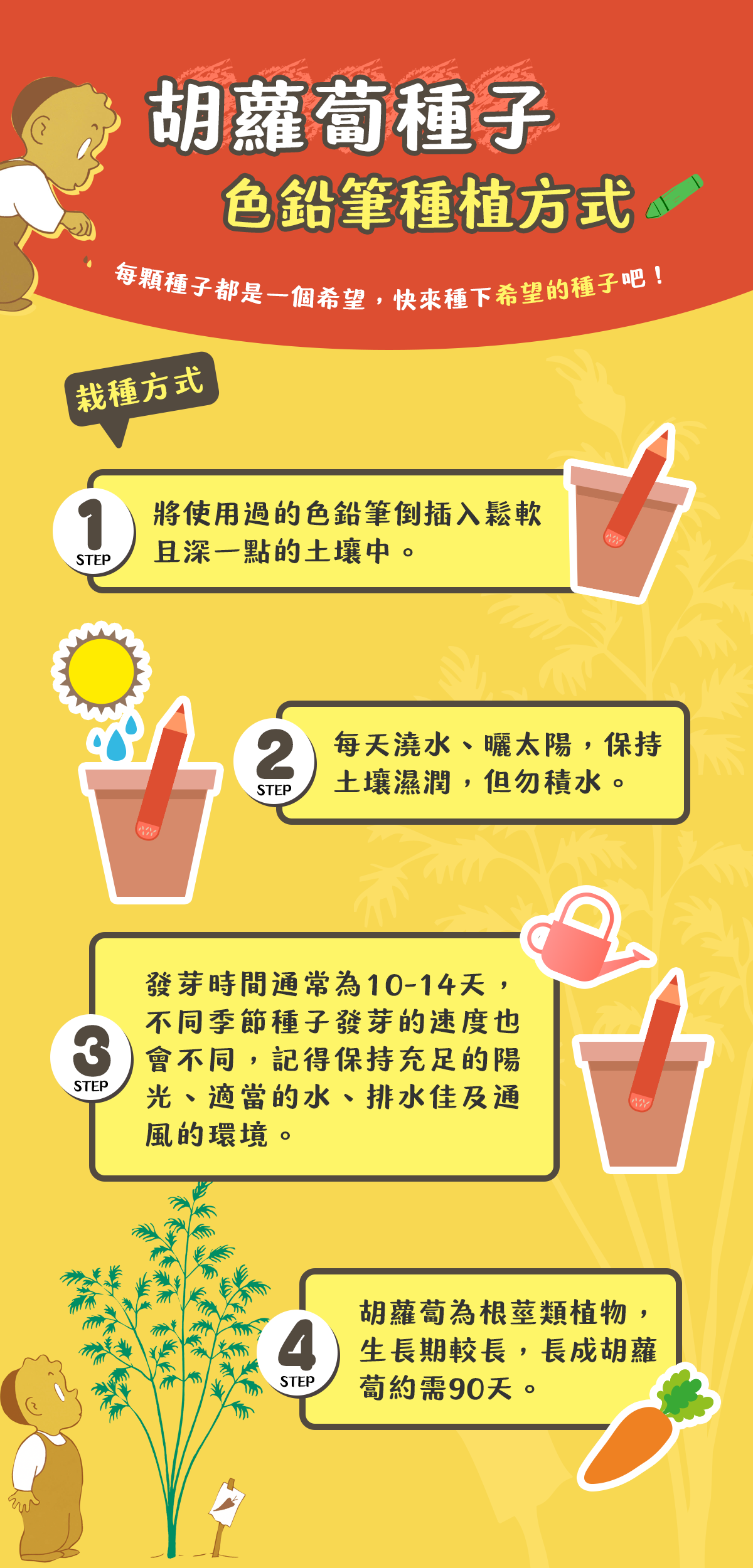 胡蘿蔔種子色鉛筆種植方式