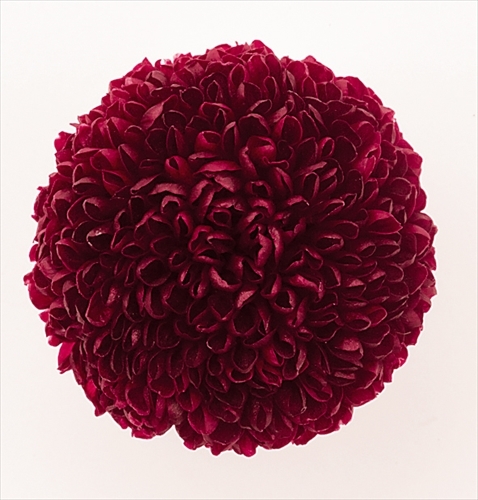 不凋乒乓菊(9朵) 02646-330