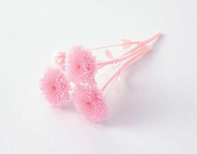 不凋法國小菊 02690-102