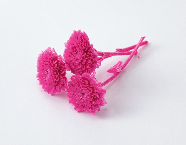 不凋法國小菊 02690-261