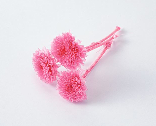 不凋法國小菊 02690-180