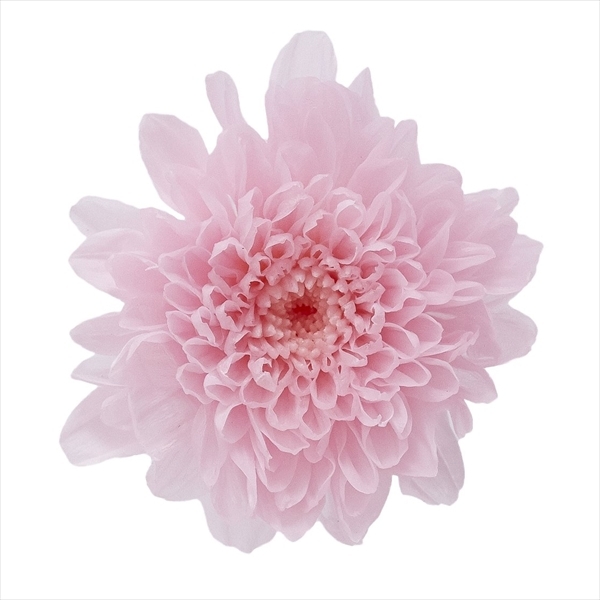 日本不凋小菊(12朵/盒) 03680-102