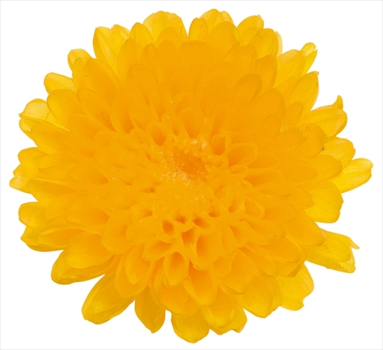 日本不凋小菊(12朵/盒) 03680-500